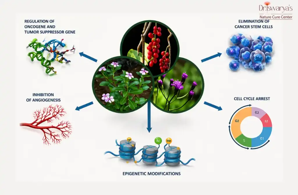 Naturopathy support for cancer treatment